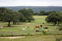 Hill Country Pasture