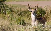 Texas White-Tail Deer